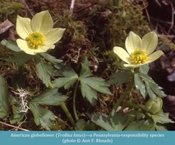 American globeflower Trollius laxus ©Ann F. Rhoads
