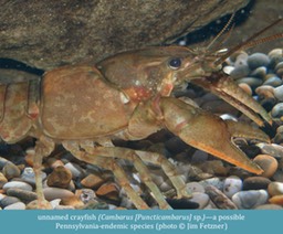 crayfish Cambarus (Puncticambarus) sp. ©Jim Fetzner