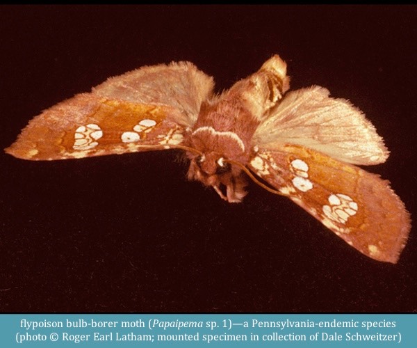 flypoison bulb-borer moth Papaipema sp. 1 ©Roger Earl Latham