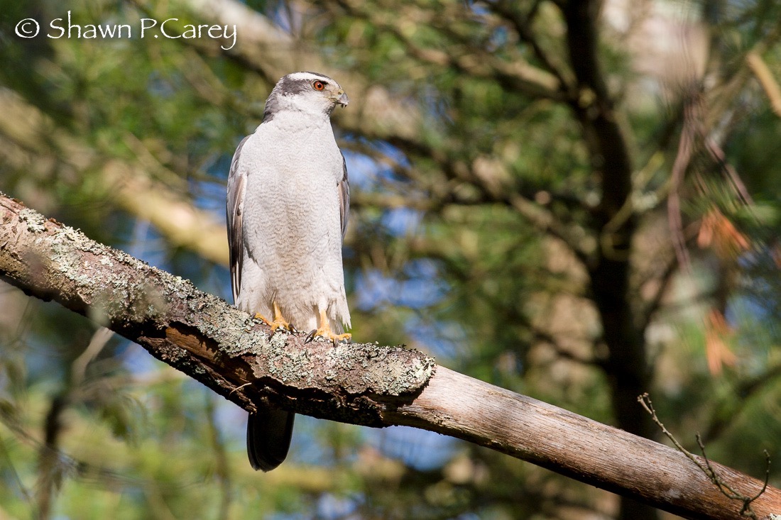 goshawk © Shawn Carey