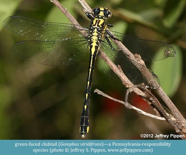 green-faced clubtail Gomphus viridifrons ©Jeffrey S. Pippen