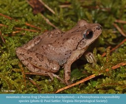 mountain chorus frog Pseudacris brachyphona ©Paul Sattler Virginia Herp Soc