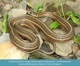 shorthead garter snake Thamnophis brachystoma ©David Badger