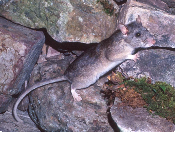 Allegheny woodrat Neotoma magister ©Cal Butchkoski