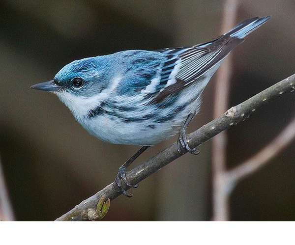 cerulean warbler Dendroica cerulea Wikimedia Commons