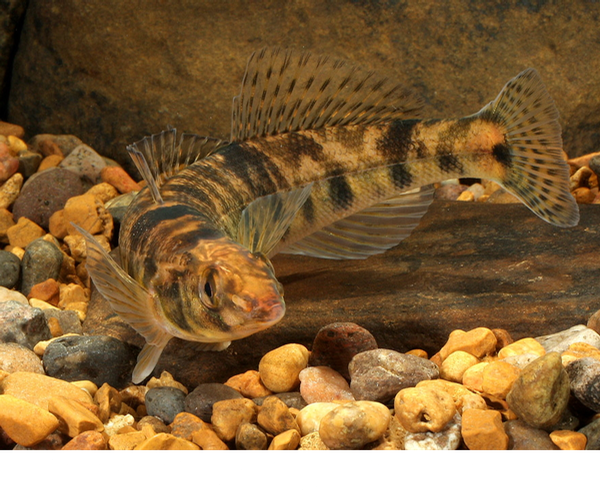 Chesapeake logperch Percina bimaculata ©Rob Criswell