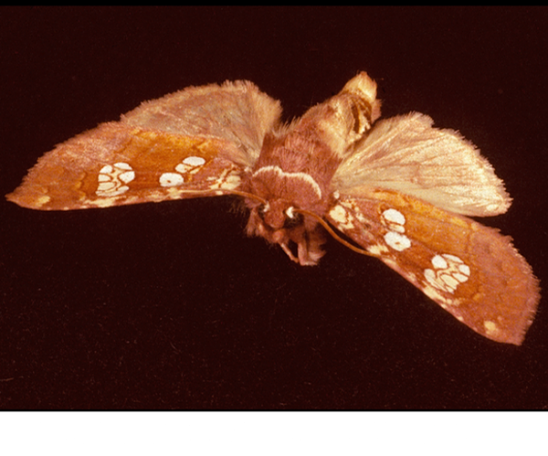 flypoison bulb-borer moth Papaipema sp. 1 ©Roger Earl Latham