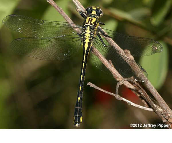 green-faced clubtail Gomphus viridifrons ©Jeffrey S. Pippen