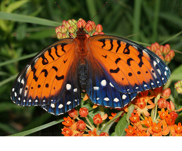 regal fritillary Speyeria idalia ©Bill Bouton