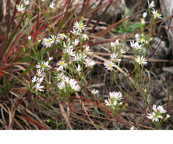 serpentine aster Symphyotrichum depauperatum ©Roger Earl Latham