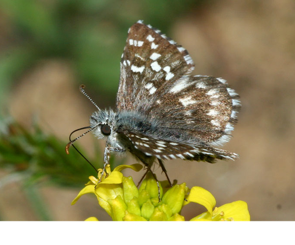 Wyandot grizzled skipper Pyrgus centaureae wyandot © Jeffrey Pippen